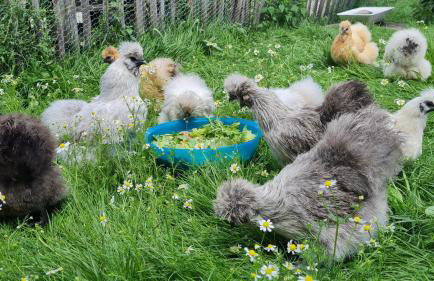 Mutti 's Landhof - Foto 44