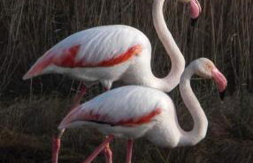 Exclusivo Chalet a Pie de Costa - Foto 58