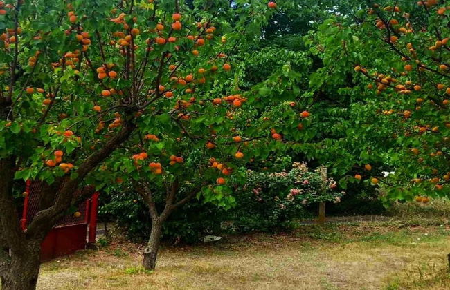 Holiday Home Zmaj - Foto 9