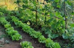 All ' ombra del lauro - Foto 30