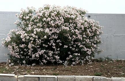 Villa Lea - Foto 20