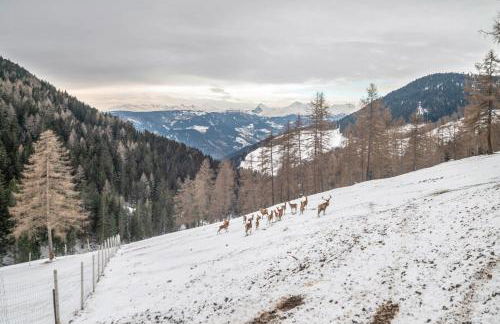 Ferienwohnung Manuelas Hofschank - Photo 28