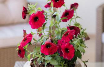 Xenia Serenity - Foto 16