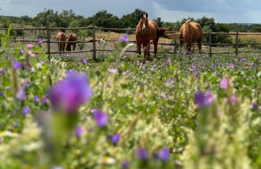 Tenuta Di Paternostro - Foto 8