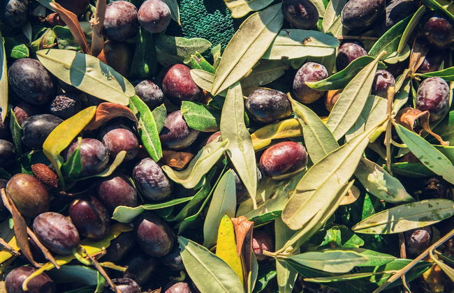 Poggiolivi Agriturismo Bio in Maremma - Photo 20