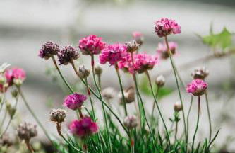 Tra Lago Maggiore e lago d'Orta Appartamento FUOCO - Foto 32