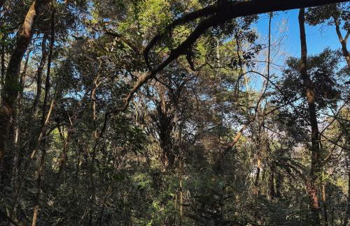 Casa Bambu Floresta Amada - Photo 24