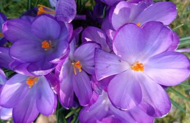 Ediths Haus - Foto 10