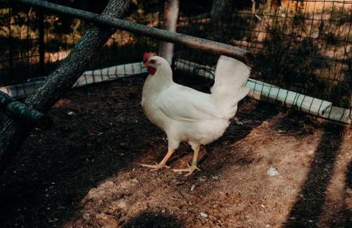 Azienda Agricola Saint Hubert - Foto 88