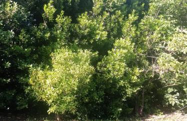 i giardini di Ailobran - Foto 22