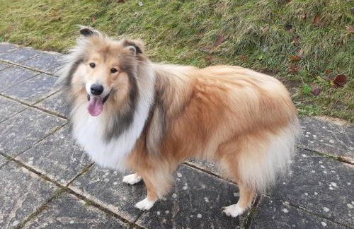 ruhiges Wohnen am Lama und Maine Coon Hof in Alleinlage in Biederbach 3 Zimmer mit Kochgelegenheit Bad - Foto 59