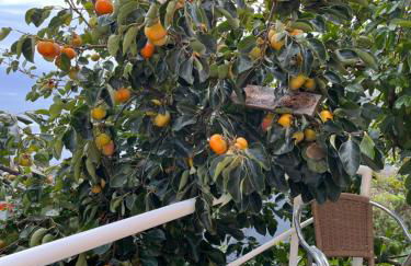 Tropical House - Foto 37