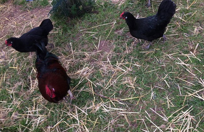 Gite Clos Angelique - Foto 30