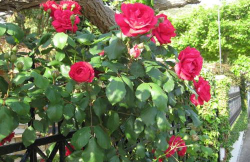 Le Due Sorelle - Photo 23