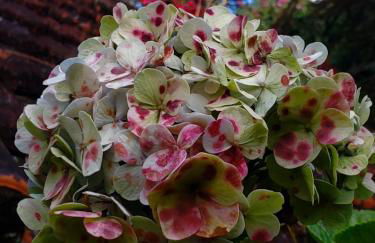 Casa Fazenda Inglesa Petrópolis RJ - Foto 45