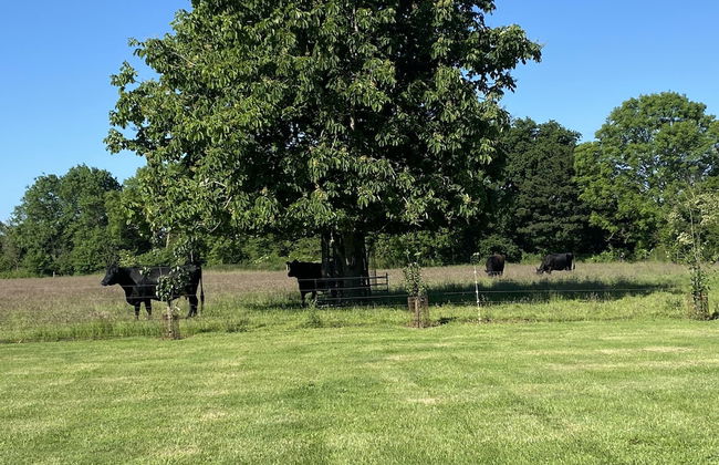 Dawn Chorus Holidays - Foto 71