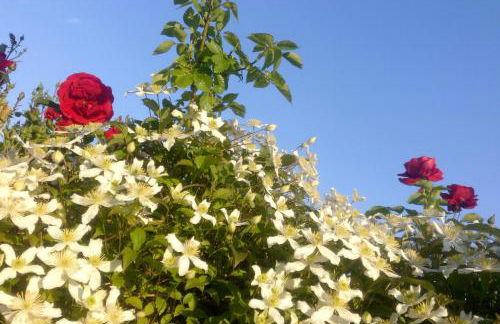 Schau-Rhein#2 - on Top of Bacharach, Rhineview - Photo 23