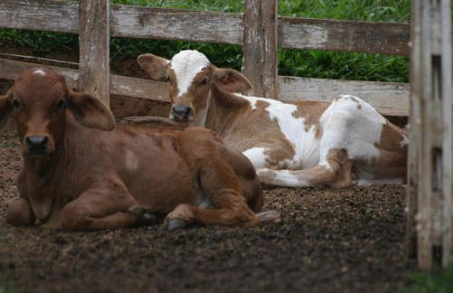 Hotel Fazenda Menino da Porteira - Foto 77