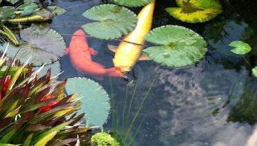 The Secret Garden Room - Foto 3, Garden