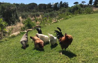 Agriturismo Is Conchisceddas - Foto 72