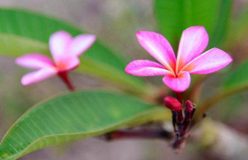 Carissa house in Crete - Foto 42