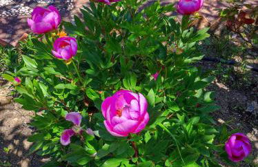 Andalusian experience - Foto 13