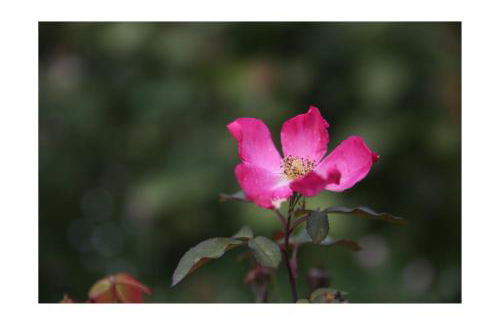 Château D'harcelaines - Foto 64