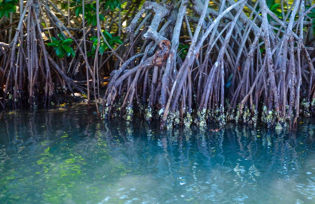 Avistamiento de aves en la Ciénaga Grande de Santa Marta - Foto 7