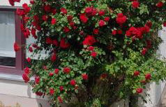 Ferienwohnung Ludwigshöhe - Foto 15