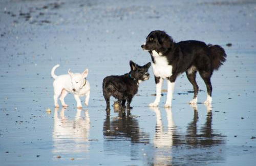 Pfötchenparadies II - Foto 15