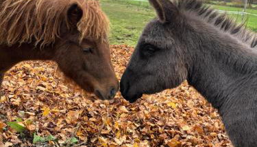 Wohnen in der ehemaligen Bauernstube - Foto 3