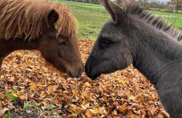 Wohnen in der ehemaligen Bauernstube - Foto 3