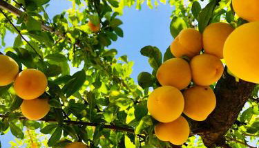 Portuguese village apartment - Casa Martins No.54 - Foto 5, Garden, Garden view