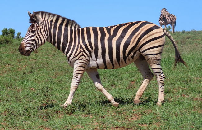 Little Sister's Self Catering - Photo 38