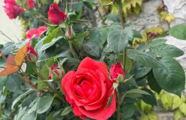 Gîte de la Vigne - Foto 25