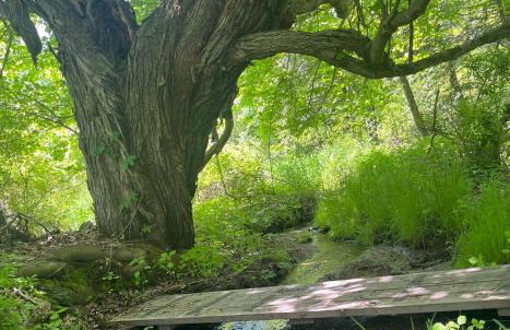 Peaceful Meadow Retreat - Foto 15