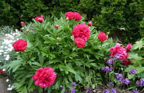 Haus Pfaff - Photo 9