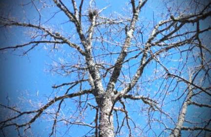 Quinta das Colmeias - Foto 23