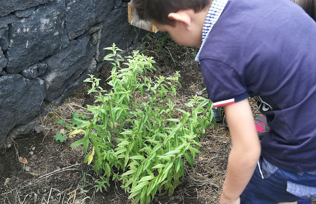 Viola nel Parco - Foto 59