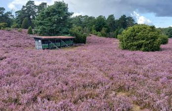 Casa-Flores, um"Schwarzes Gold" zu erkunden - Foto 10