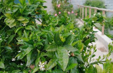 Cortijo Rural Buenavista Montefrio - Foto 19