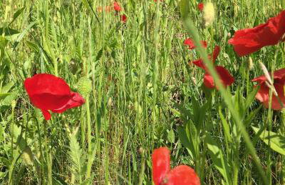 Vitalny Domek z ogrodem nad jeziorem, 10 min od Mrągowa - Foto 28