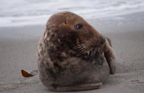 Villa Ludwig Fewo - Foto 37