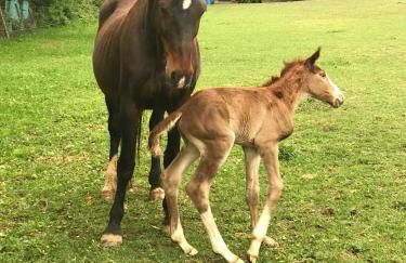 Gîtes Belle Vue - Photo 51