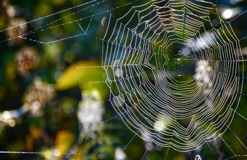 Gawra Gustawa - Foto 27