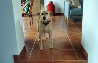 Casa das Rosas - Foto 12