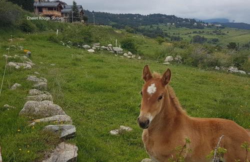 Chalet Rouge Sorbier - Foto 9