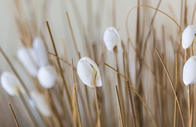 Seashells Apartments Merimbula - Photo 10