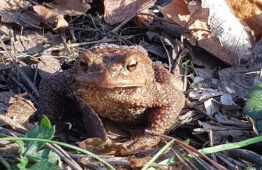 Zacisze Jurajskie - Foto 62