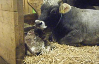 Agritur Ciasa Dò Parè - Foto 41